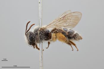 Media type: image;   Entomology 769816 Aspect: habitus lateral view